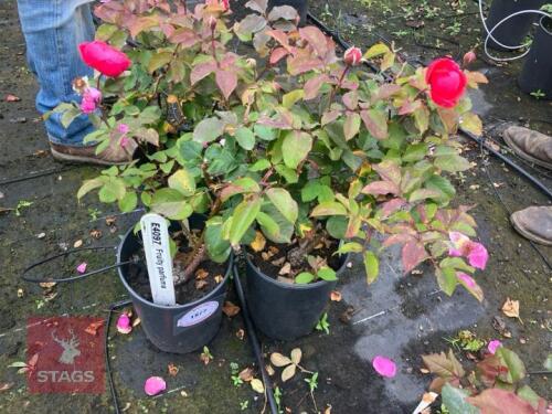 1 ROSA FRUITY PARFUMA