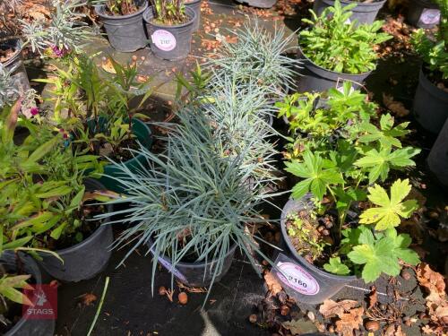 4 DIANTHUS ALAN TITCHMARSH