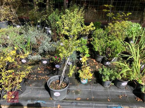PITTOSPORUM