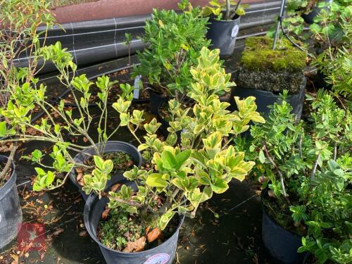 2 EUONYMUS ARGEOMARGINATA