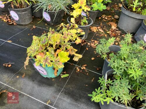 3 HEUCHERA