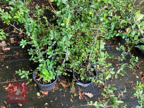 4 PYRACANTHA LANI (FIRETHORN)