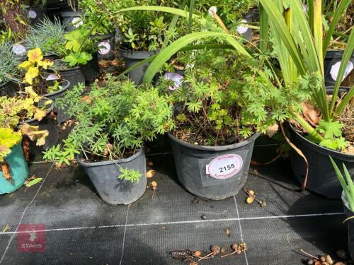 3 GERANIUM SANGUINEUM