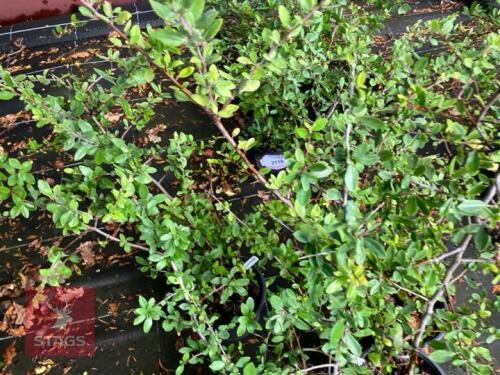 4 PYRACANTHA LANI (FIRETHORN)