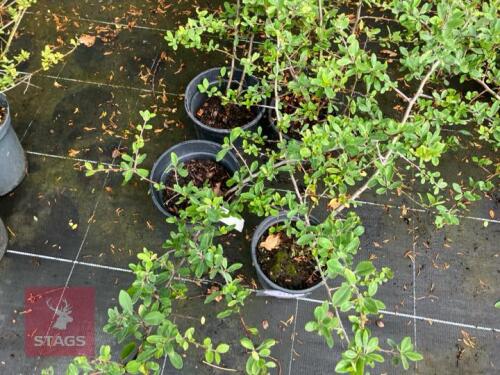 4 PYRACANTHA LANI (FIRETHORN)