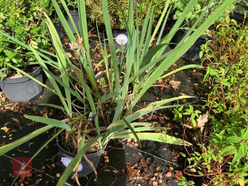 3 IRIS