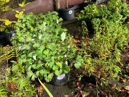 2 AQUILEGIA