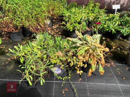 5 MIXED SHRUBS