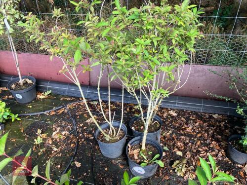 3 WEIGELIA BRISTOL RUBY