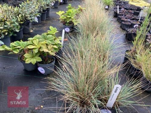 2 CAREX ICE MORROWII (JAPANESE SEDGE)