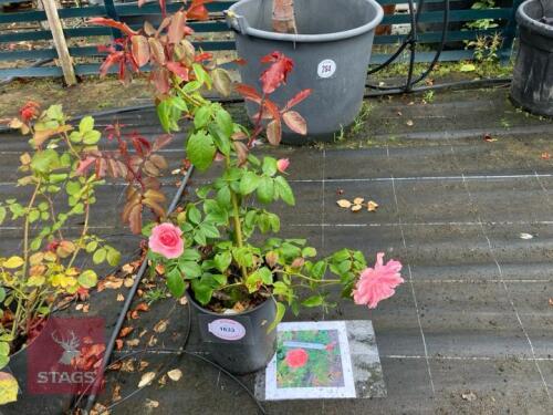 ROSA 'SHROPSHIRE STAR'