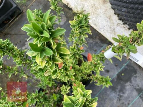 2 X EUONYMUS JAPONICA PALOMA BLANCA