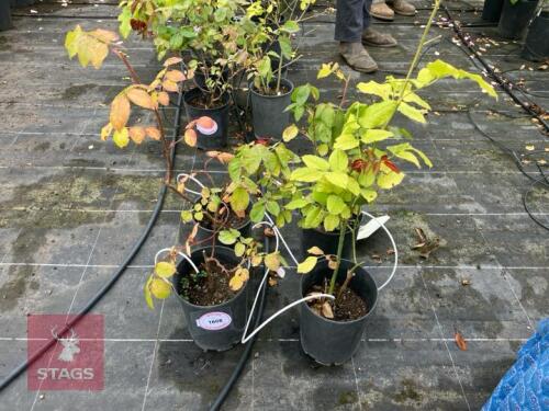 4 MIXED ROSE BUSHES