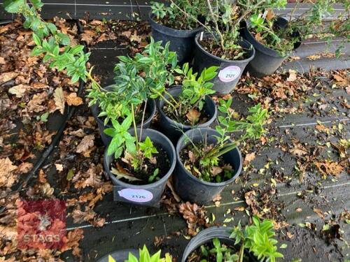 4 SARCOCOCCA CONFUSA