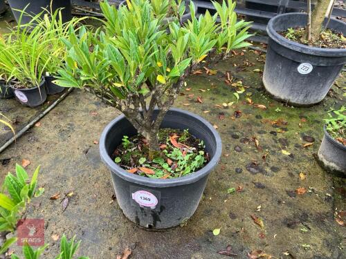 PRUNUS OTTO LUYKEN (CHERRY LAUREL)