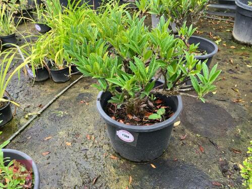 PRUNUS OTTO LUYKEN (CHERRY LAUREL)