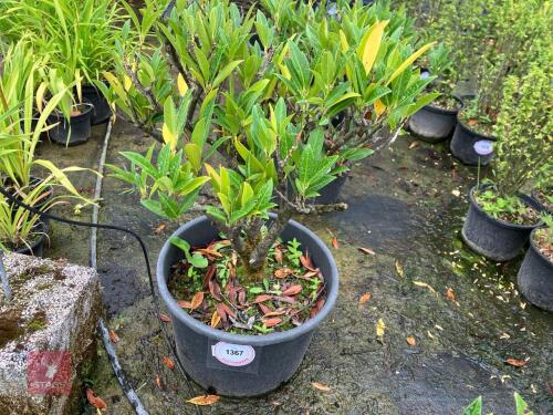 PRUNUS OTTO LUYKEN (CHERRY LAUREL)