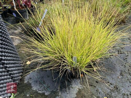 5 CAREX DIVULSA (GREY SEDGE)