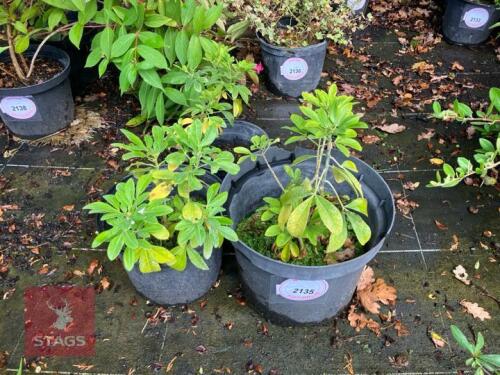 3 CHOISYA TERNATA MEXICAN ORANGE BLOSSOM
