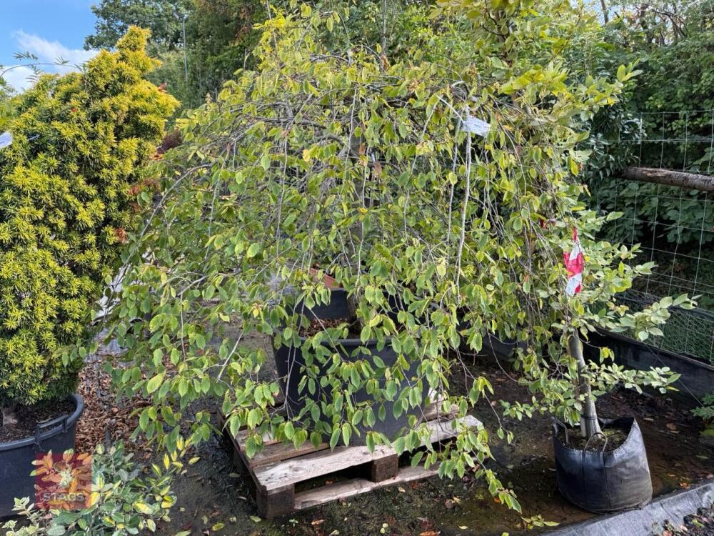 CARPINUS BETULAS FASTIGATA (HORNBEAM)