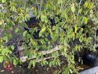 CARPINUS BETULAS FASTIGATA (HORNBEAM) - 2