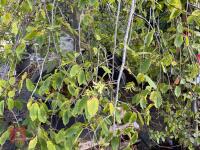 CARPINUS BETULAS FASTIGATA (HORNBEAM) - 3