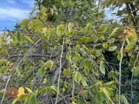 CARPINUS BETULAS FASTIGATA (HORNBEAM) - 5