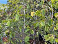 CARPINUS BETULAS FASTIGATA (HORNBEAM) - 6