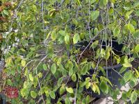 CARPINUS BETULAS FASTIGATA (HORNBEAM) - 7