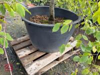 CARPINUS BETULAS FASTIGATA (HORNBEAM) - 8