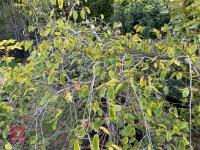 CARPINUS BETULAS FASTIGATA (HORNBEAM) - 9