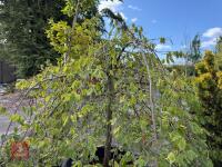 CARPINUS BETULAS FASTIGATA (HORNBEAM) - 10