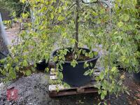 CARPINUS BETULAS FASTIGATA (HORNBEAM) - 12