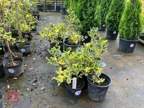4 ILEX GOLDEN QUEEN (HOLLY 'GOLDEN QUEEN