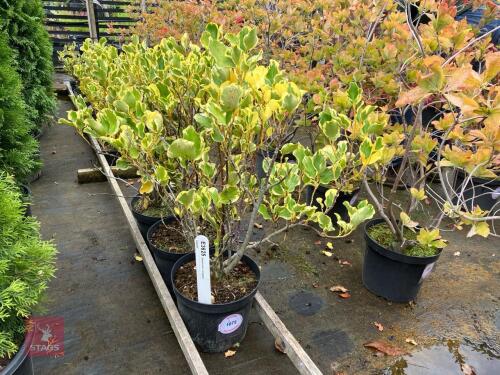 3 GRISELINIA LITTORALIS VARIEGATA