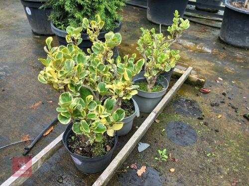 4 GRISELINIA LITTORALIS VARIEGATA