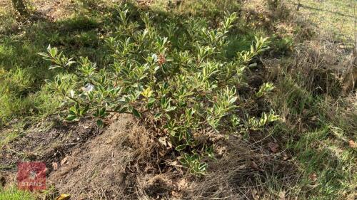 ILEX ACERIFOLIUM 'SILVER QUEEN'