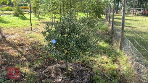 ILEX ACERIFOLIUM 'SILVER QUEEN'