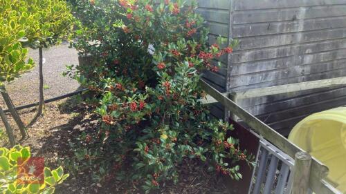 ILEX ACERIFOLIUM 'NELLIE STEVENS'