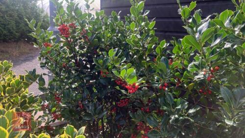 ILEX ACERIFOLIUM 'NELLIE STEVENS'