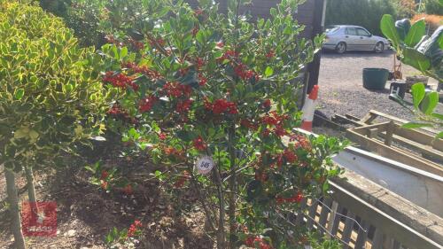 ILEX ACERIFOLIUM 'NELLIE STEVENS'