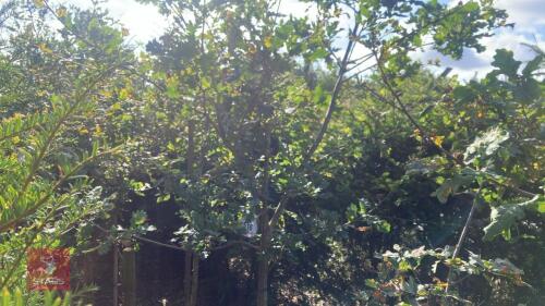 1 QUERCUS ROBUR (OAK)
