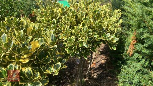 ILEX AQUIFOLIUM 'ARGENTEO MARGINATA'