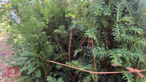 4 TAXUS BACATTA (YEW)