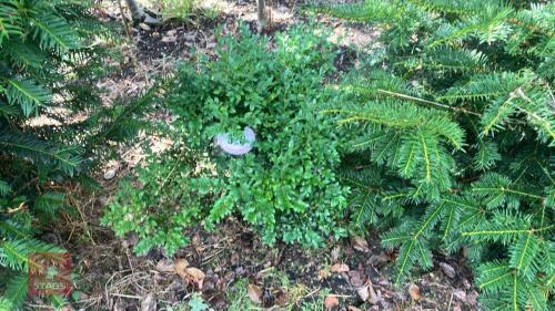 BUXUS SEMPERVIRENS (BOX)