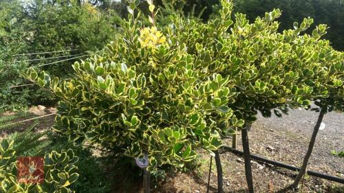 ILEX AQUIFOLIUM 'ARGENTEO MARGINATA'