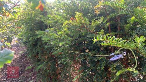 4 TAXUS BACATTA (YEW)