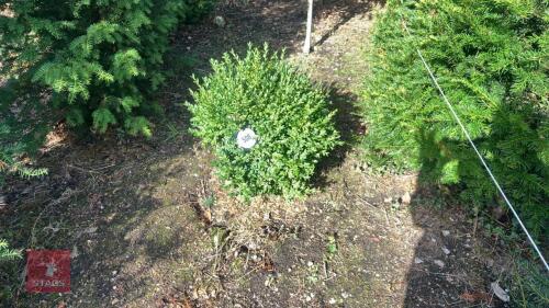 BUXUS SEMPERVIRENS (BOX)
