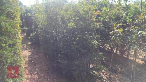 6 TAXUS BACATTA (YEW)