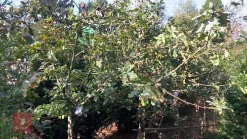 1 QUERCUS ROBUR (OAK)